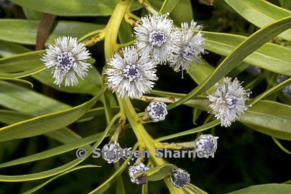 globularia salicina 2 graphic